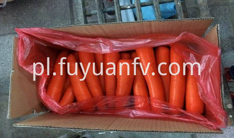 size M fresh carrot 